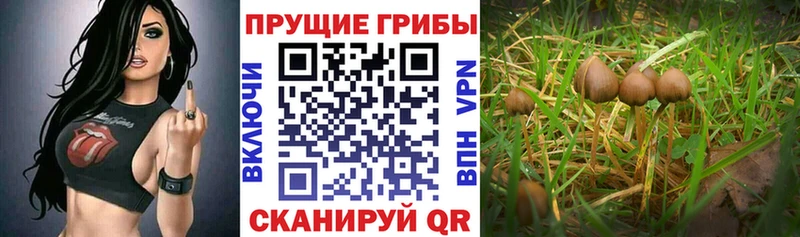 Псилоцибиновые грибы GOLDEN TEACHER Купить Давлеканово